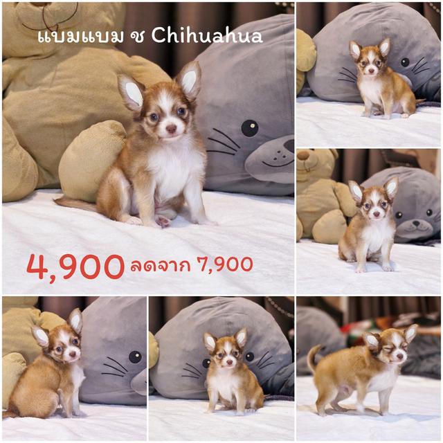 ชิวาวาขนยาวพันธุ์แท้ไซส์เล็กพร้อมซนมีจัดส่ง 4