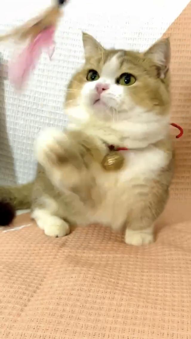 แมบมันช์กิ้น ขาสั้นจู๋อายุ4เดือน เด็กผู้ชาย รูปที่ 3