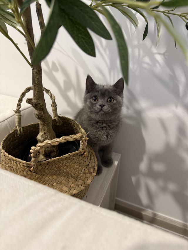 แมว British short hair กทม เท่านั้นค่ะ รูปที่ 10