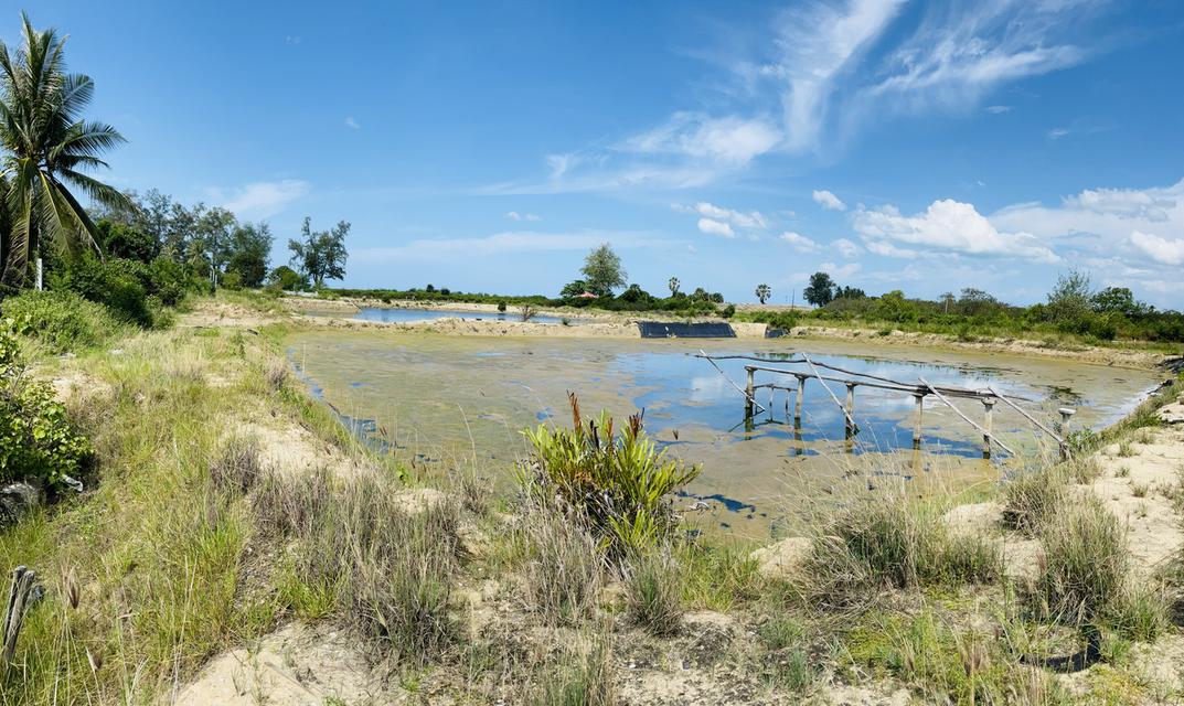 ขายที่ดิน 13 ไร่  ติดทะเล ใกล้วัดหัวระวะ ระโนด 2