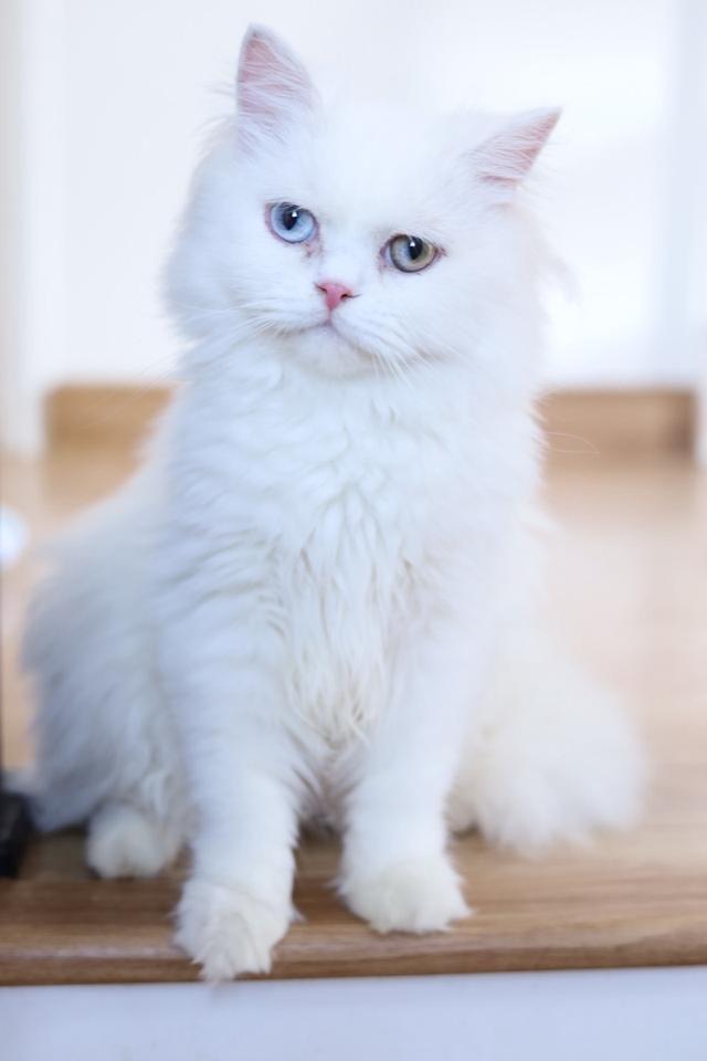 ขายแมวเปอร์เซียตาสองสีน่ารัก รูปที่ 8