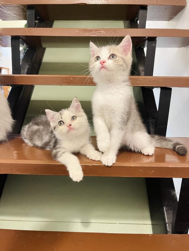 แมวสก๊อตติชโฟแท้   เด็กเด็กน่ารักมาก 2