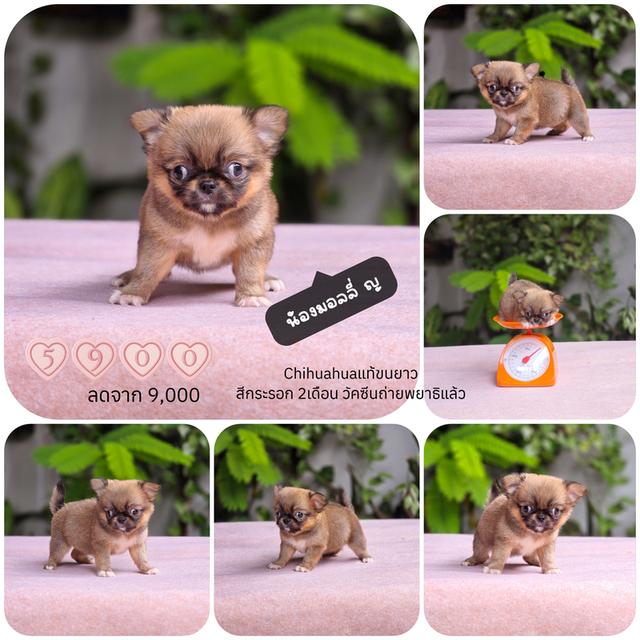 Chihuahuaชิวาวาเพศเมียทีคัพตัวจิ๋วสีกระรอก