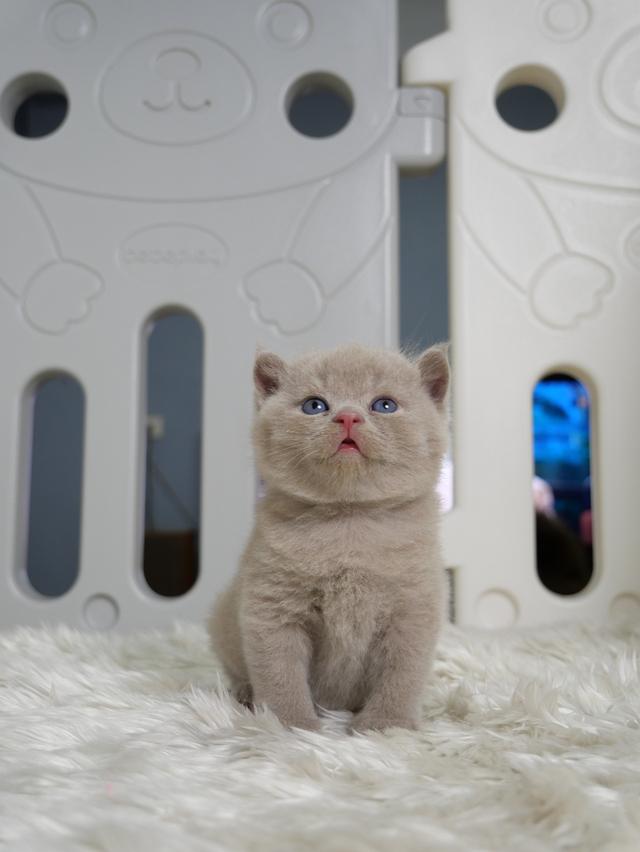 แมวบริติชช๊อตแฮร์ผู้ชายสีไลแลก รูปที่ 5