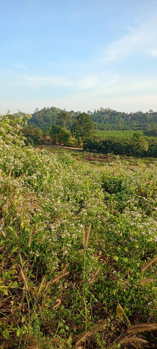 สวนลำใย 31ไร่3งาน ที่ดินวิวสวยที่บนเขา ท้ายสวนมีฝายน้ำ 10