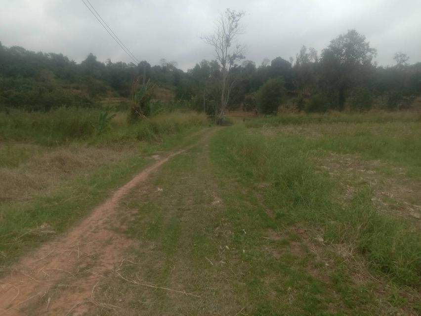 ที่ดินเปล่า 20 ไร่ๆละ 5 แสน แบ่งขายได้ คลองสอง วังน้ำเขียว 19