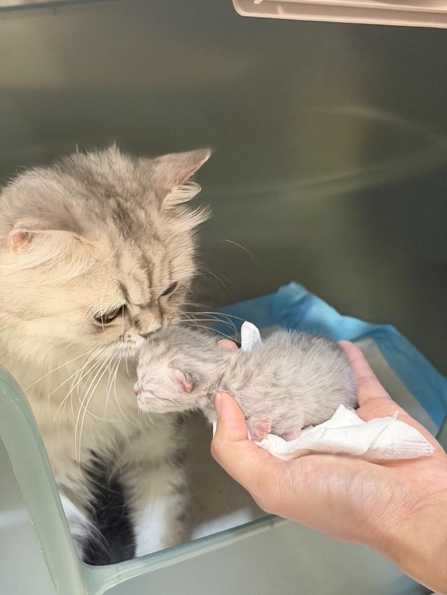 Scottish Fold  สก็อตติชโฟลด์ แท้ ระบบปิดเลี้ยงด้วยรัก รวมวัคซีน ถ่ายพยาธิ หยอดยากันปรสิตและไรหู สมุดวัคซีน รูปที่ 17