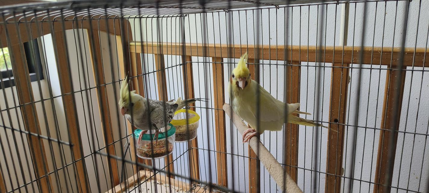 นกค๊อกคาเทล 1 คู่ ผู้เมีย