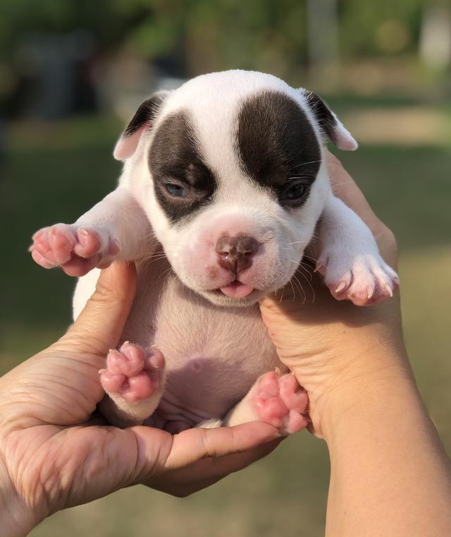 ลูกสุนัขอเมริกันบูลลี่