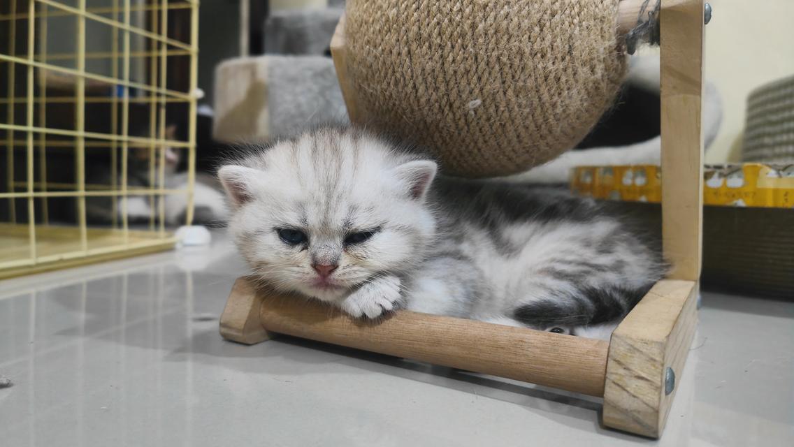 Scottish Fold (girl) 11