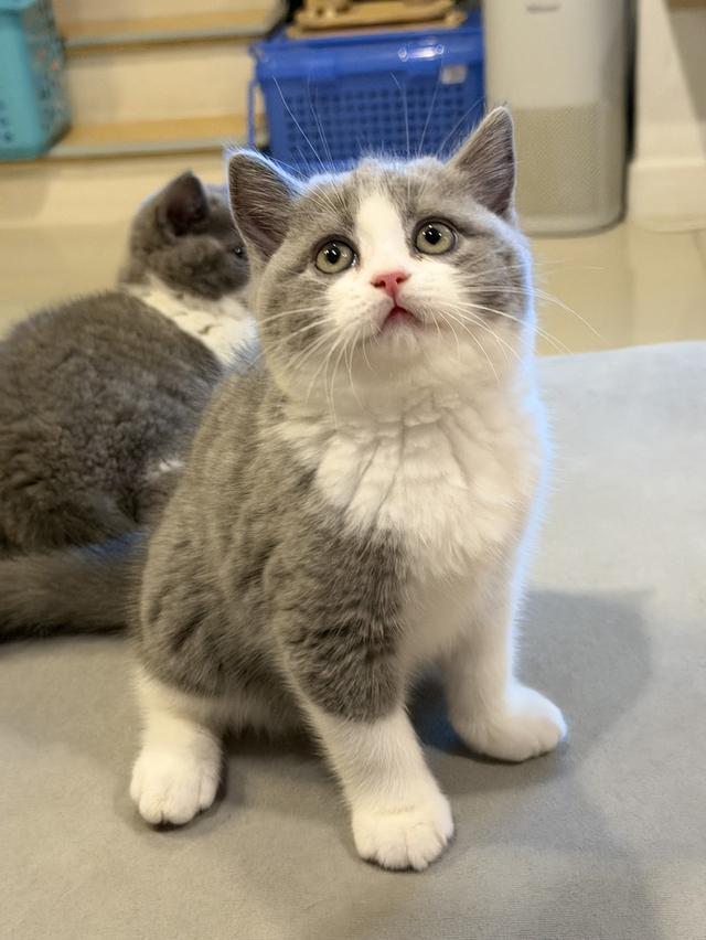 แมวบริติชสายเลือดแชมป์ รูปที่ 4