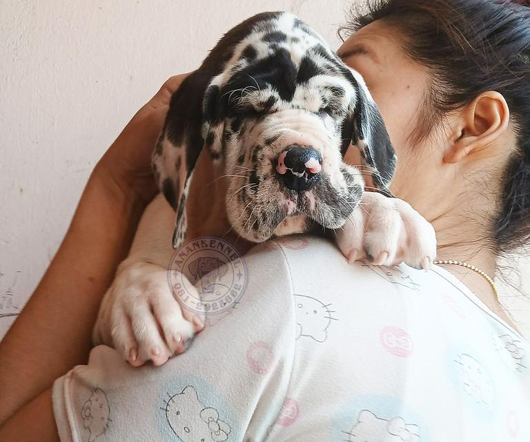 สุนัข เกรทเดน Great dane