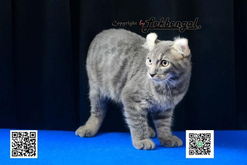 ขายลูกแมวจอมซ่าส์ อเมริกันเคิร์ล สีบลู หางกระต่าย (bobtail) สายพันธุ์แท้ เพศผู้  2