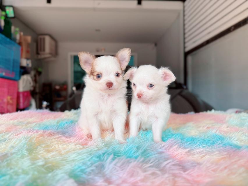 ปอมผสมชิวาวา เพศผู้ พิกัดรามอินทรา 7