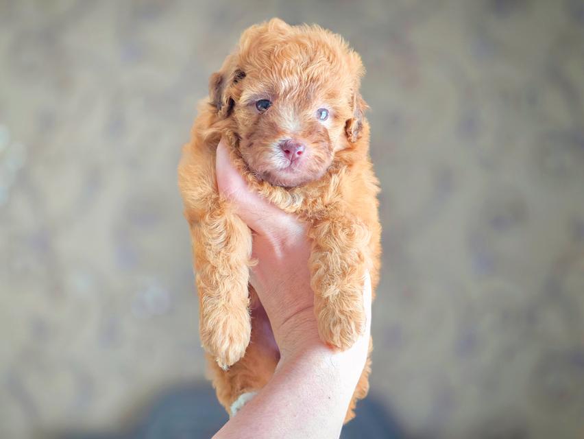 พุดเดิ้ลทอยแท้เพศเมีย รูปที่ 6