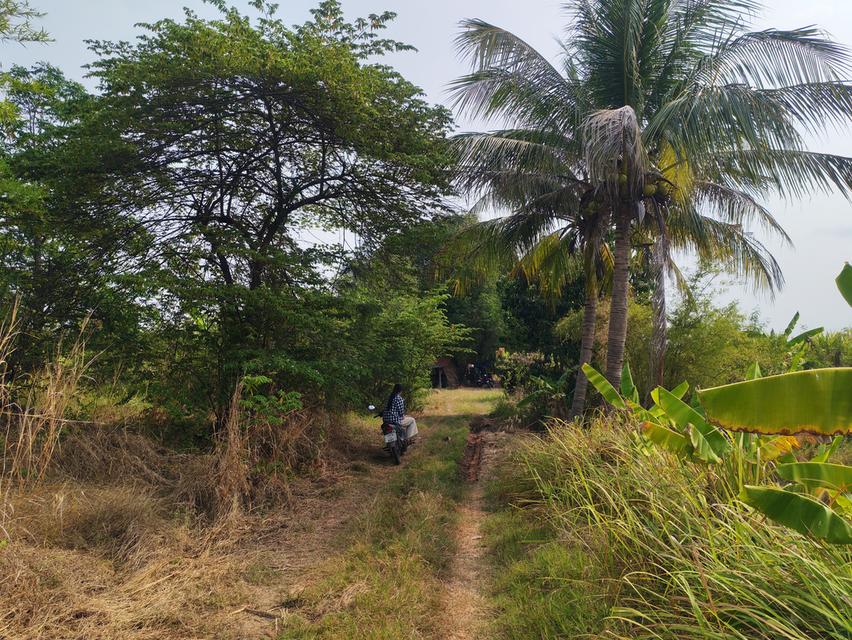 ขายด่วนที่ดิน ขายด่วน ที่ดินสวยแปลงใหญ่ 2แปลงติดกัน ไร่ละ 86,000 บาท จำนวน46-3-31 ไร่ และ 17-0-25 ไร่ เจ้าของคนเดียวกัน เป็นที่ไร่ผสมนา ติดทางสาธารณะท 10