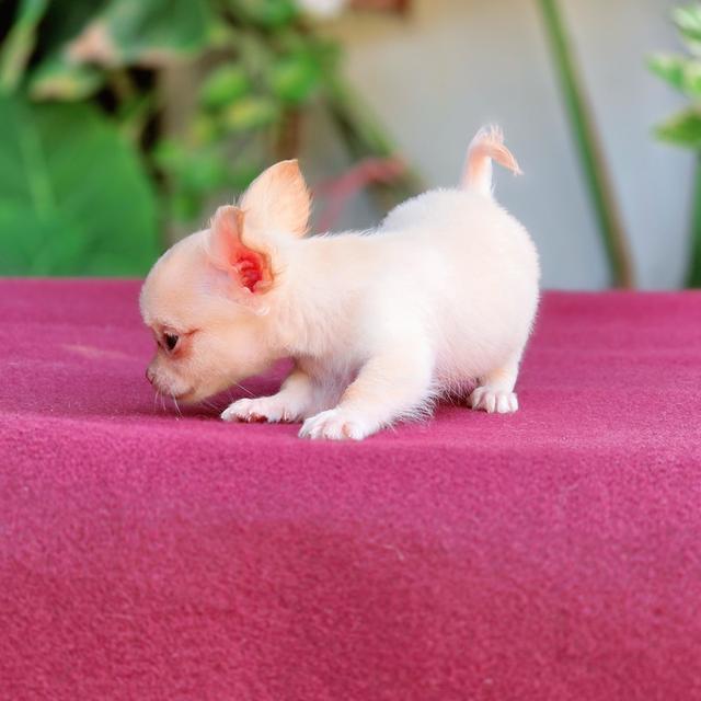 น้องวินเทอร์ ชิวาวาขนสั้นสีครีม พันธุ์แท้