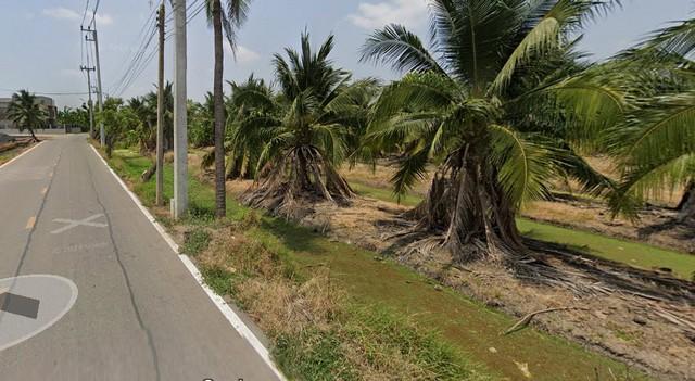 ที่ดิน ที่ดิน ต.คลองมะเดื่อ อ.กระทุ่มแบน จ.สมุทรสาคร ใหญ่ 95 SQ.WA 2 งาน 17 Rai 63800000 THAI BAHT ใกล้กับ ห่างถนนสายใยร 6