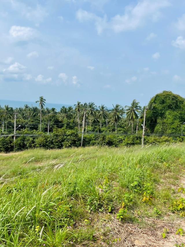 ที่ดินบนเนินเขาอำเภอเกาะที่ดินบนเนินเขาอำเภอเกาะสมุย 5
