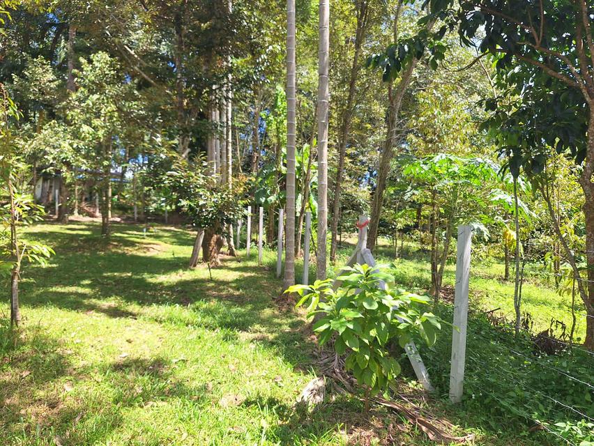 สวนทุเรียนแปลงเล็กระยอง 5