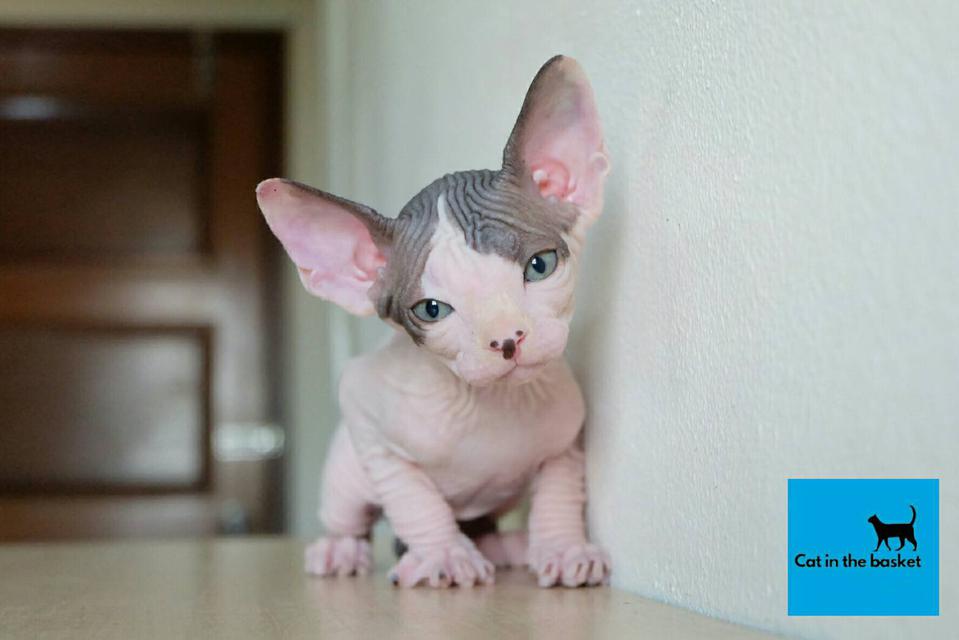 23.แมวสฟิงซ์(Sphynx Cat) 3