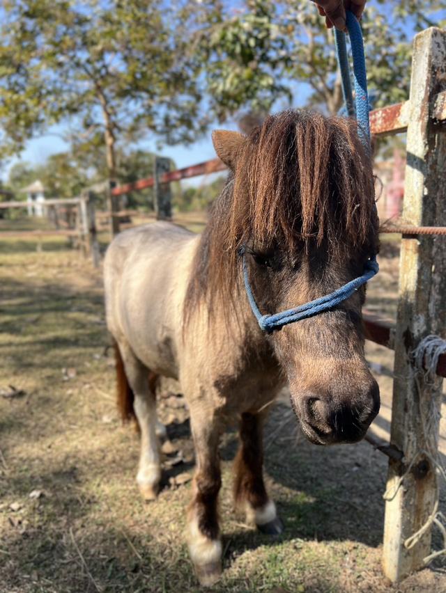 ม้าแคระ Shetland Pony รูปที่ 2