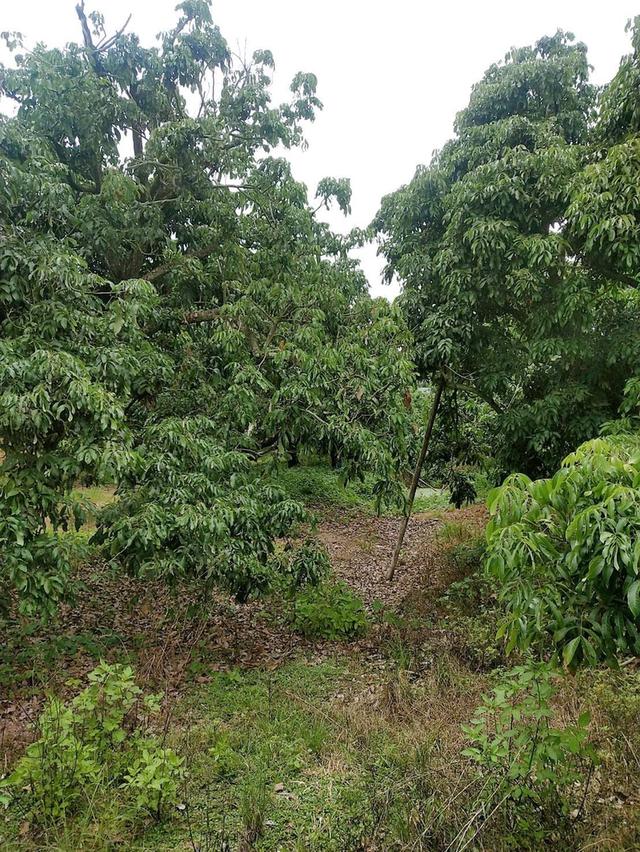 ที่ดินหางดงใกล้มหาวิทยาลัยนอร์ 2-2-64 ตรว 4.5ล้าน  4