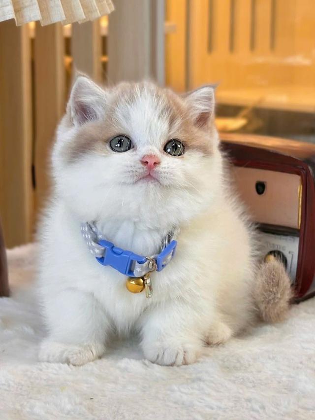 แมวมันช์กิ้น บริติช แร็กดอลรวมในนี้ทักได้เลยค่ะ รูปที่ 10