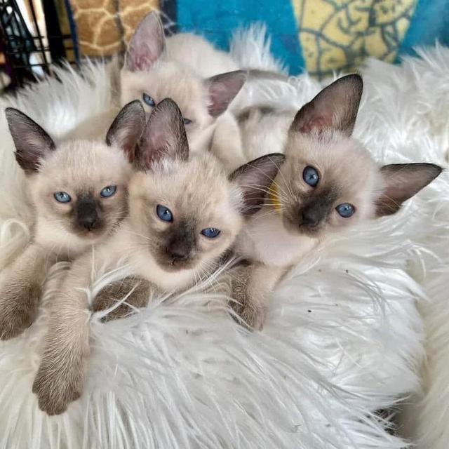 Siamese Male And Female Kittens รูปที่ 2