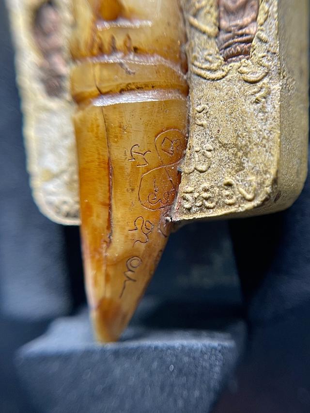 พระขุนแผนผงพรายกุมาร หลวงปู่ทิม วัดละหารไร่ ปี15 บล็อกแรก เนื้อว่านดอกทอง รูปที่ 5