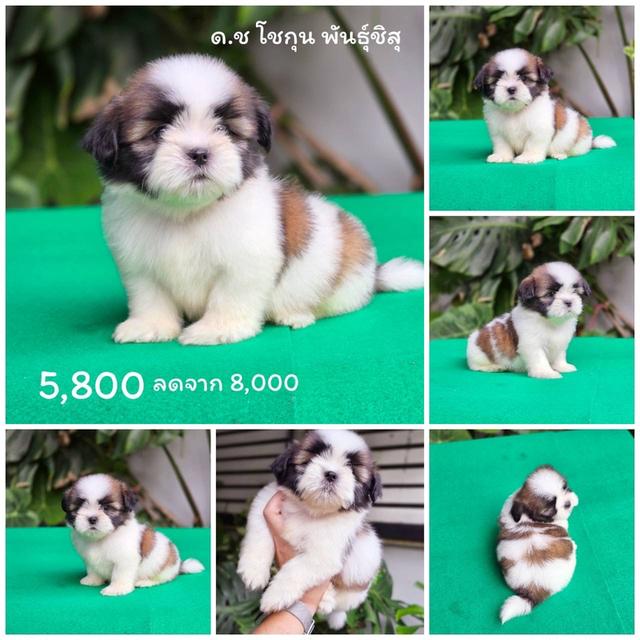 ชิสุแท้ สามสี เพศผู้ พิกัดรามอินทรา