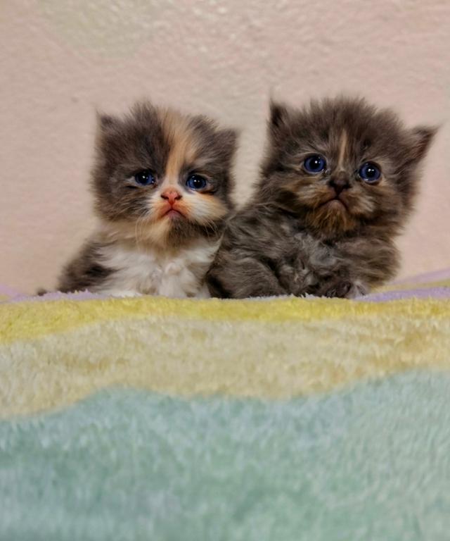 ลูกแมวเปอร์เซียแท้..