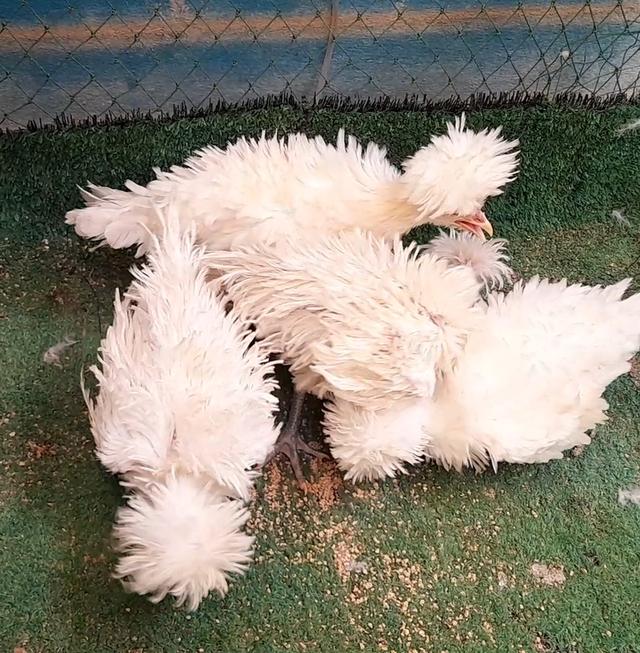 ไก่โปแลนด์ขนกลับสีขาวชุด4ตัวผู้1เมีย3"ส่งฟรีทั่วไทย" รูปที่ 2