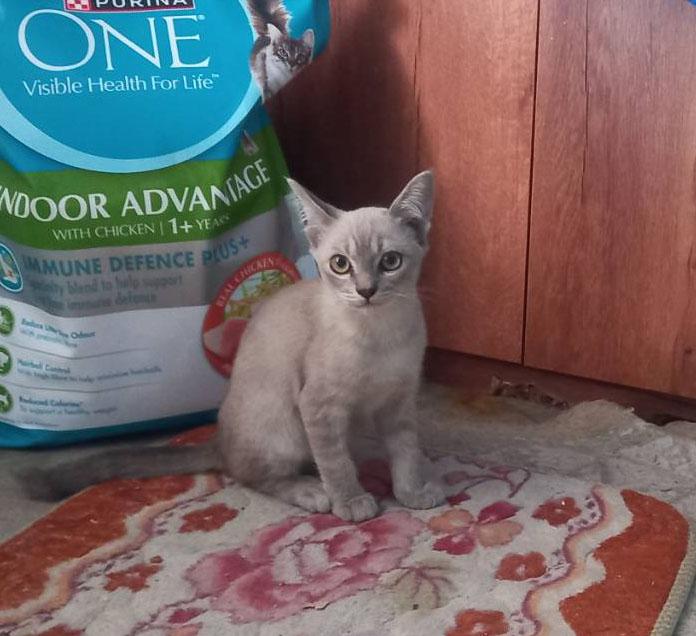 แมว พันธ์ผสม วิเชียรมาศ กะ สก็อตติส รูปที่ 2