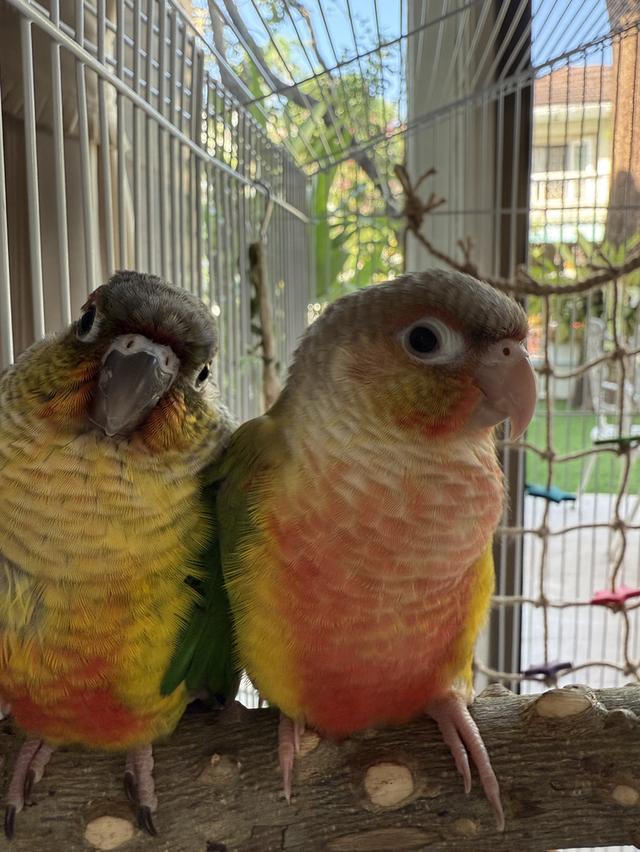 นกแก้วกรีนชีคคอนัวร์ 2 ตัว สีสวย เชื่อง น่ารัก
