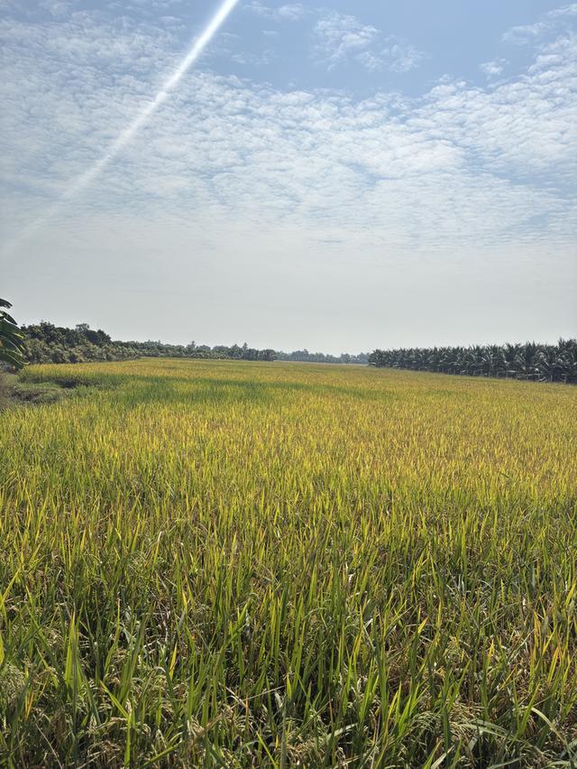 ที่ดิน 6 ไร่ 2 งาน (ติดถนน) ต.คูบัว อ.เมือง จ.ราชบุรี 2