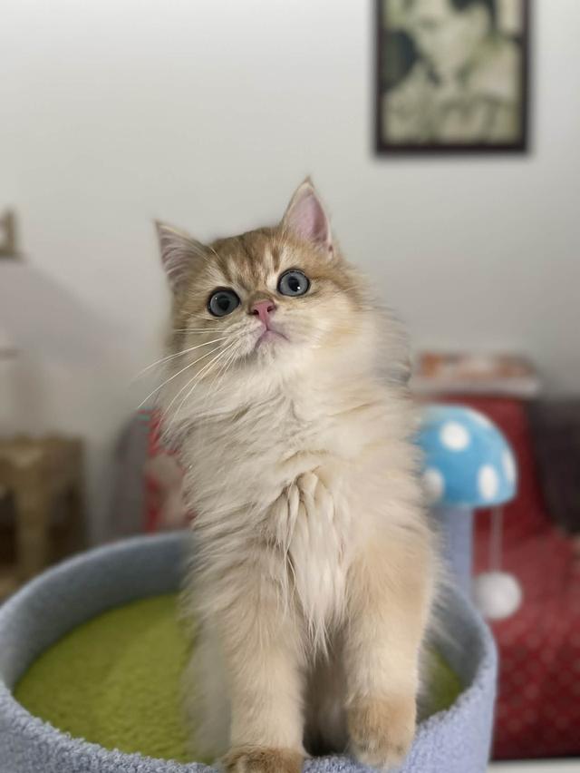 British Longhair WCF 12