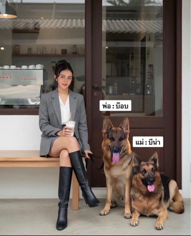 ลูกสุนัขเยอรมันเชพเพิร์ด (อัลเซเชี่ยน สุนัขตำรวจ) ว่าง ผู้3 เมีย1 รูปที่ 2