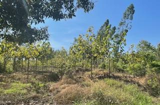 ขายที่ดินติดริมแม่น้ำน่าน อำเภอชุมแสง จังหวัดนครสวรรค์ 5