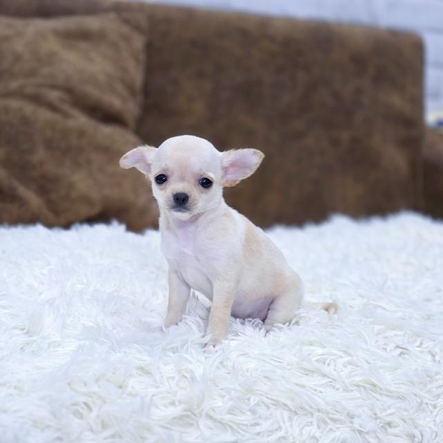 Chihuahuaขนสั้นเพศเมียทีคัพ
