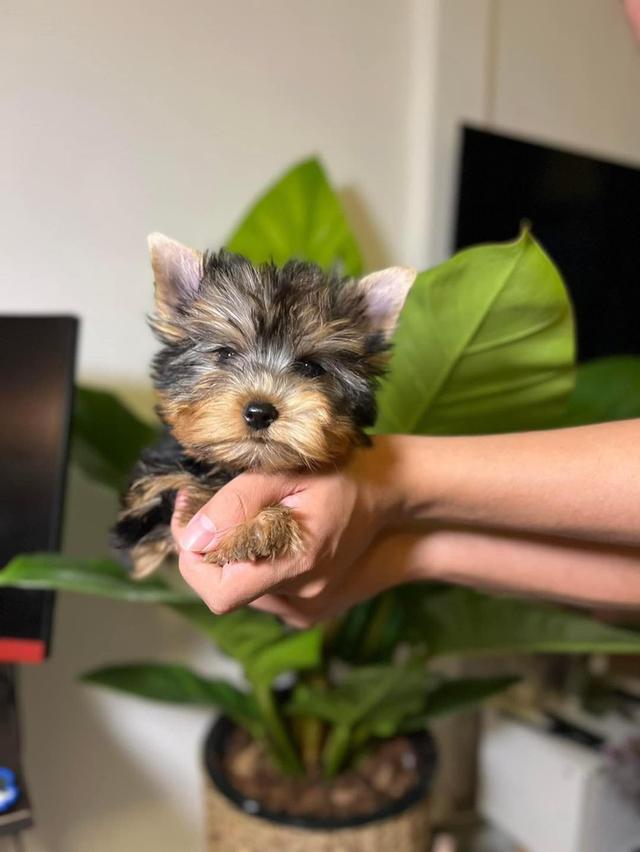 Yorkie Puppies  WhatsApp me : +66 63 826 3042 รูปที่ 3