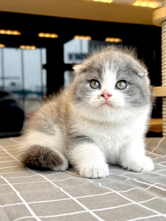 แมวมันช์กิ้น ขาสั้นรวมเลือกได้เลยค่ะ รูปที่ 2