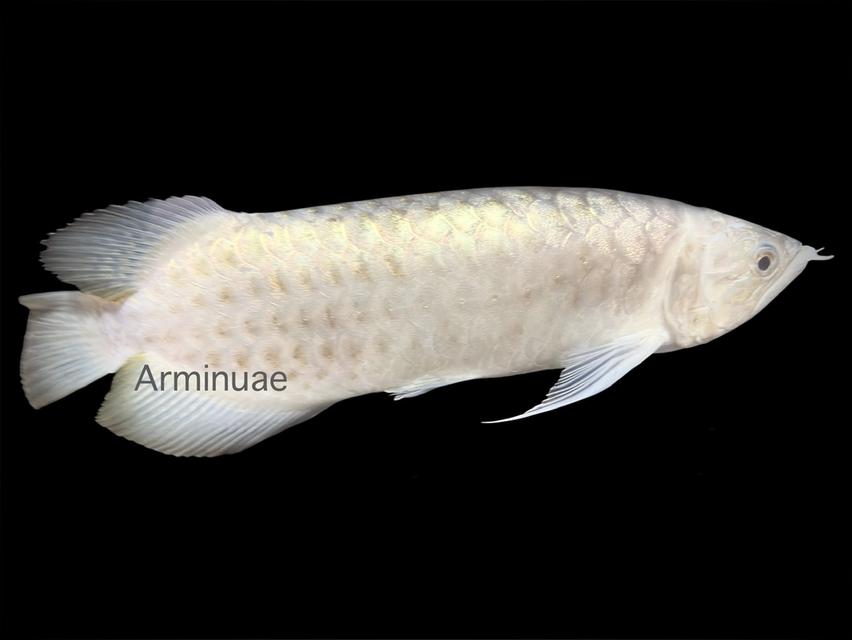 ปลามังกรตัวเดียวในโลก Platinum Polkadot Arowana