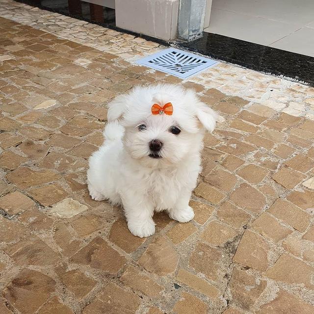 Teacup Maltese Puppies WhatsApp me : +66 63 826 3042 รูปย่อยที่ 3