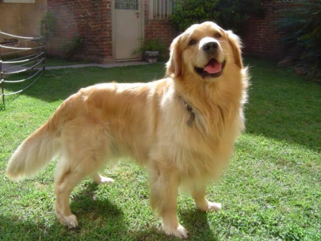 โกลเด้น รีทรีฟเวอร์ (Golden Retriever) 2