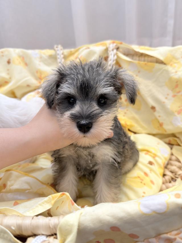 ลูกหมา miniature schnauzer เพศเมีย สี salt&pepper