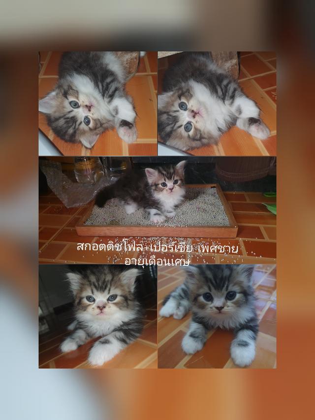 เเมวสกอตติชโฟลผสมเปอร์เซีย