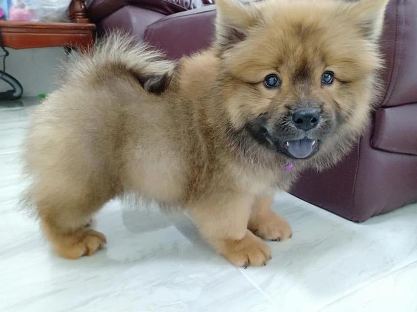 ลูก Chow Chow สีน้ำตาลช็อกโกแลต 1