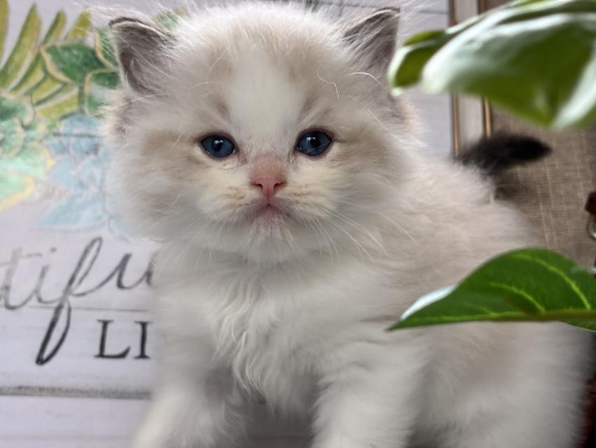 Ragdoll  3