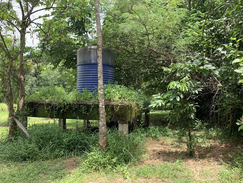 ที่ดิน7ไร่ 17